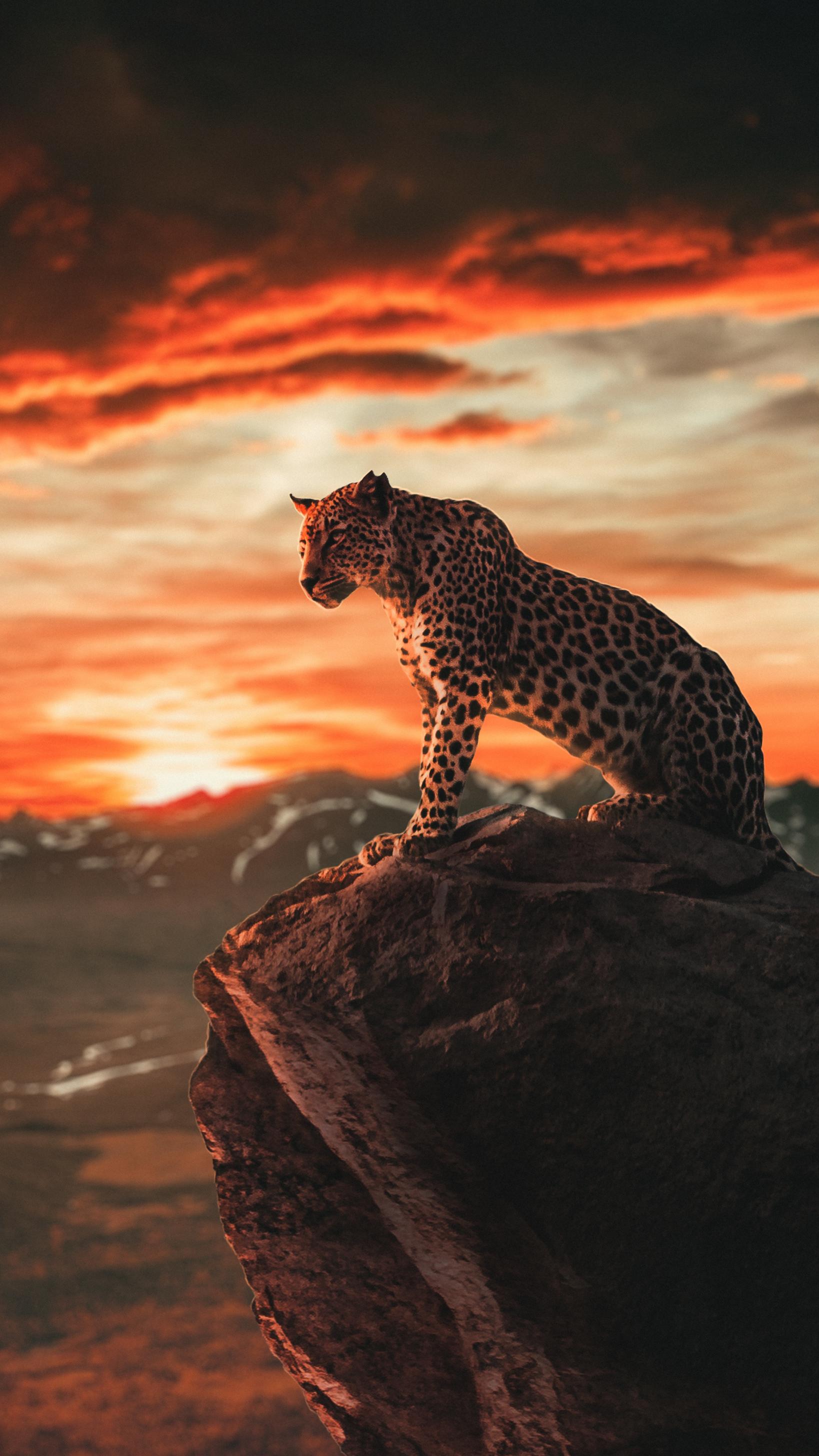 Cheetah_Leopard_Wildlife_HD